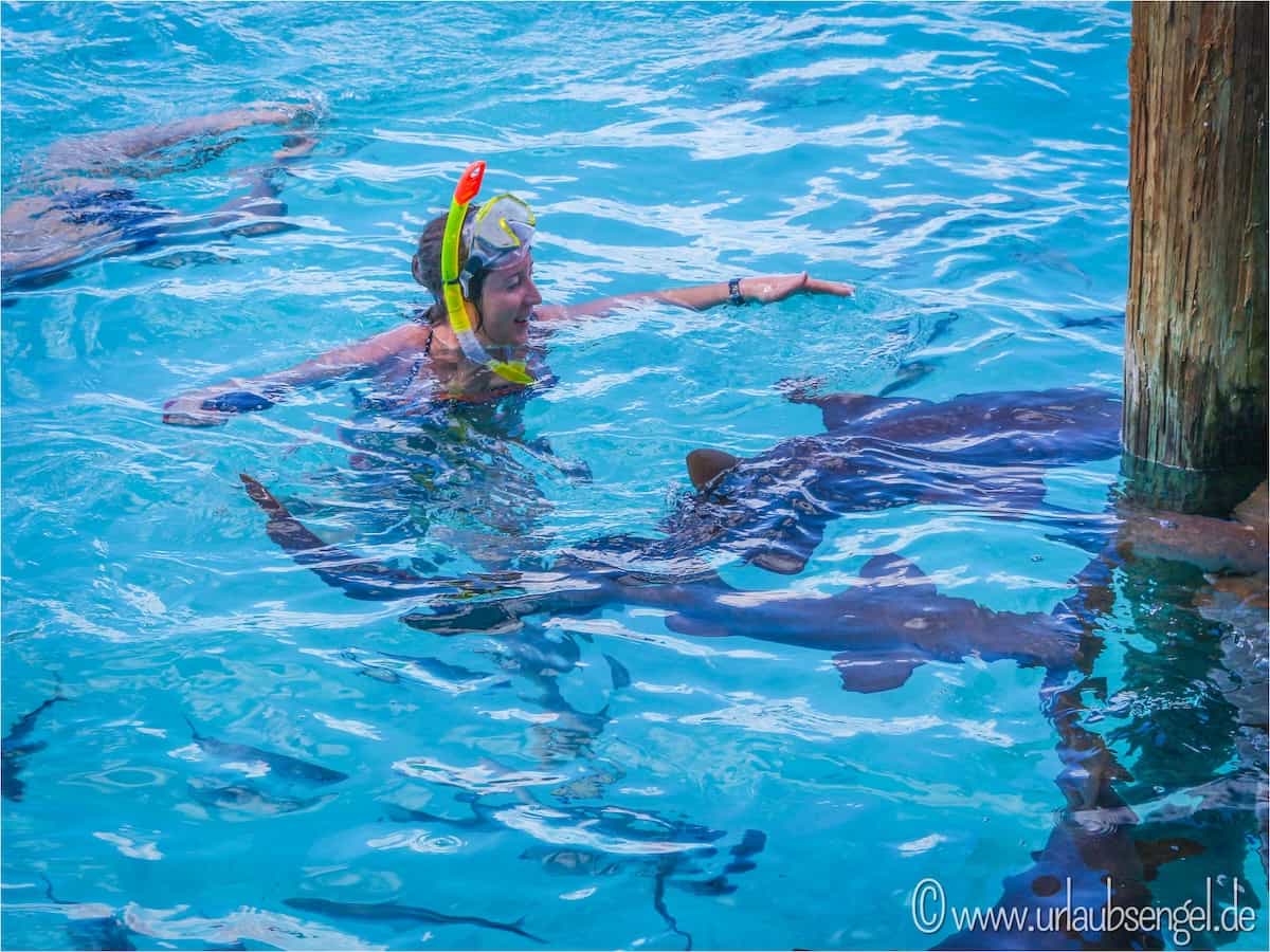 Haie streicheln auf Compass Cay, Bahamas