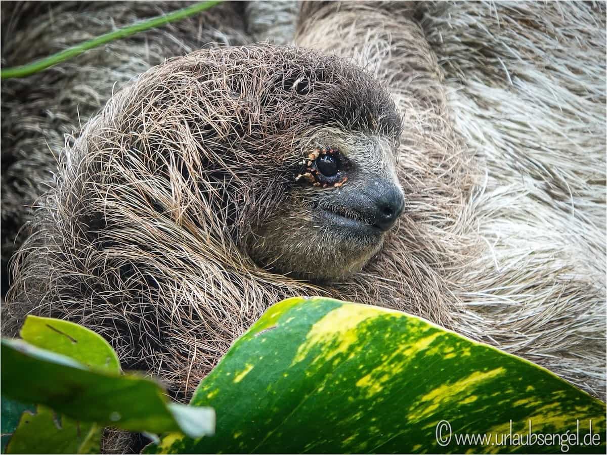 Faultier - Sloth
