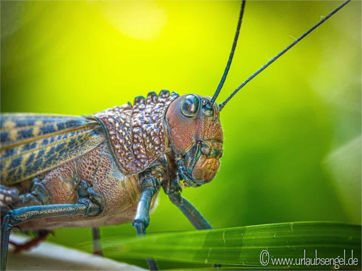 Riesenheuschrecke in Las Catalinas, Costa Rica