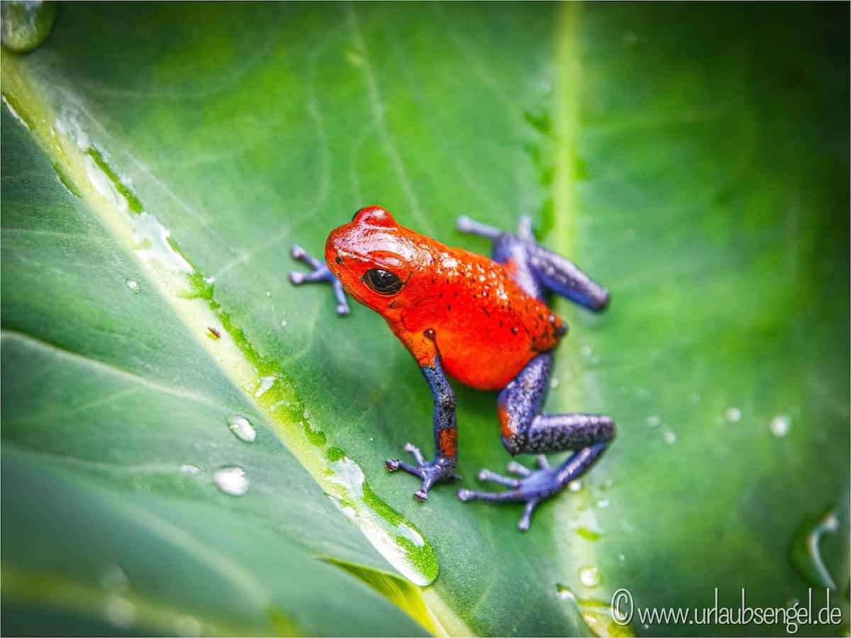 Erdbeerfrosch