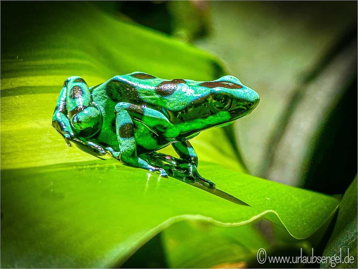 Pfeilgiftfrosch Costa Rica