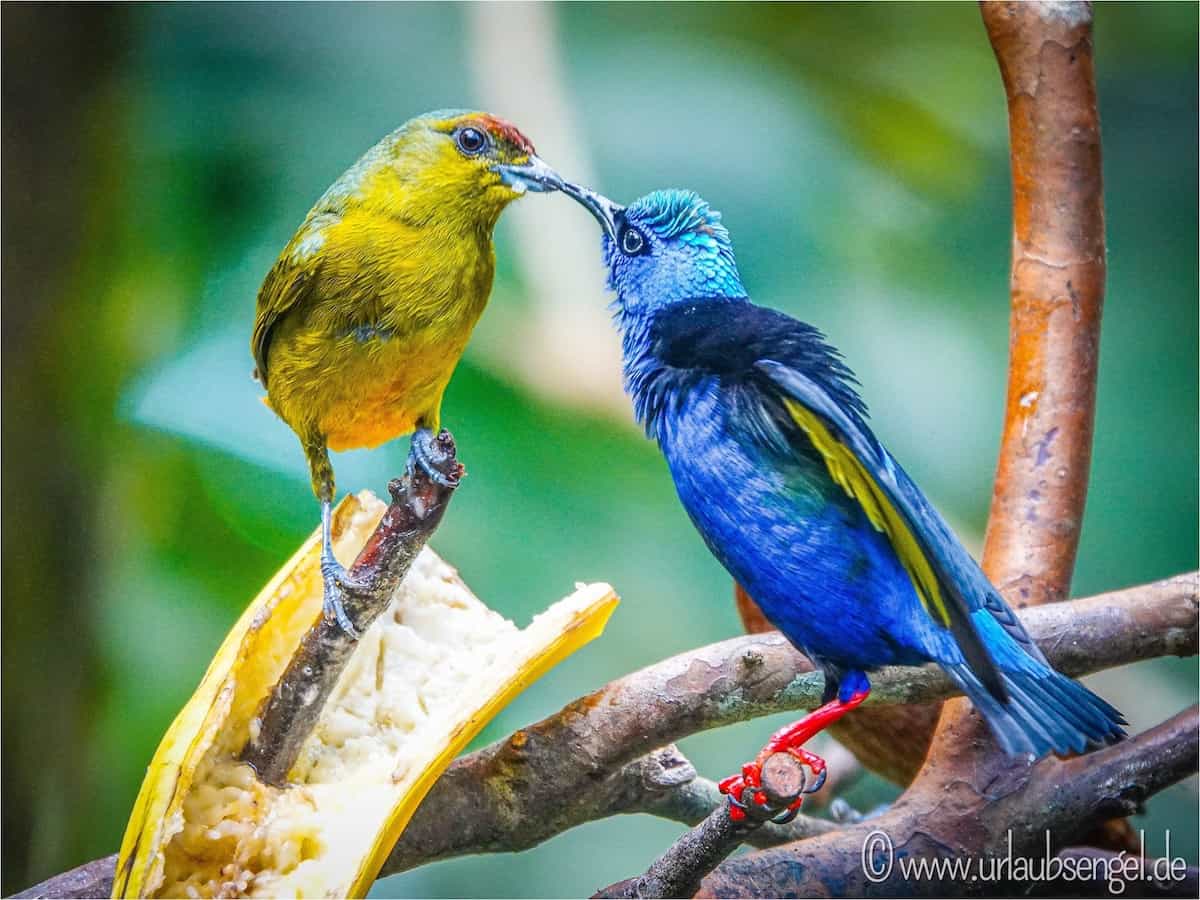 Vögel im Ecocentro Danaus, La Fortuna, Costa Rica
