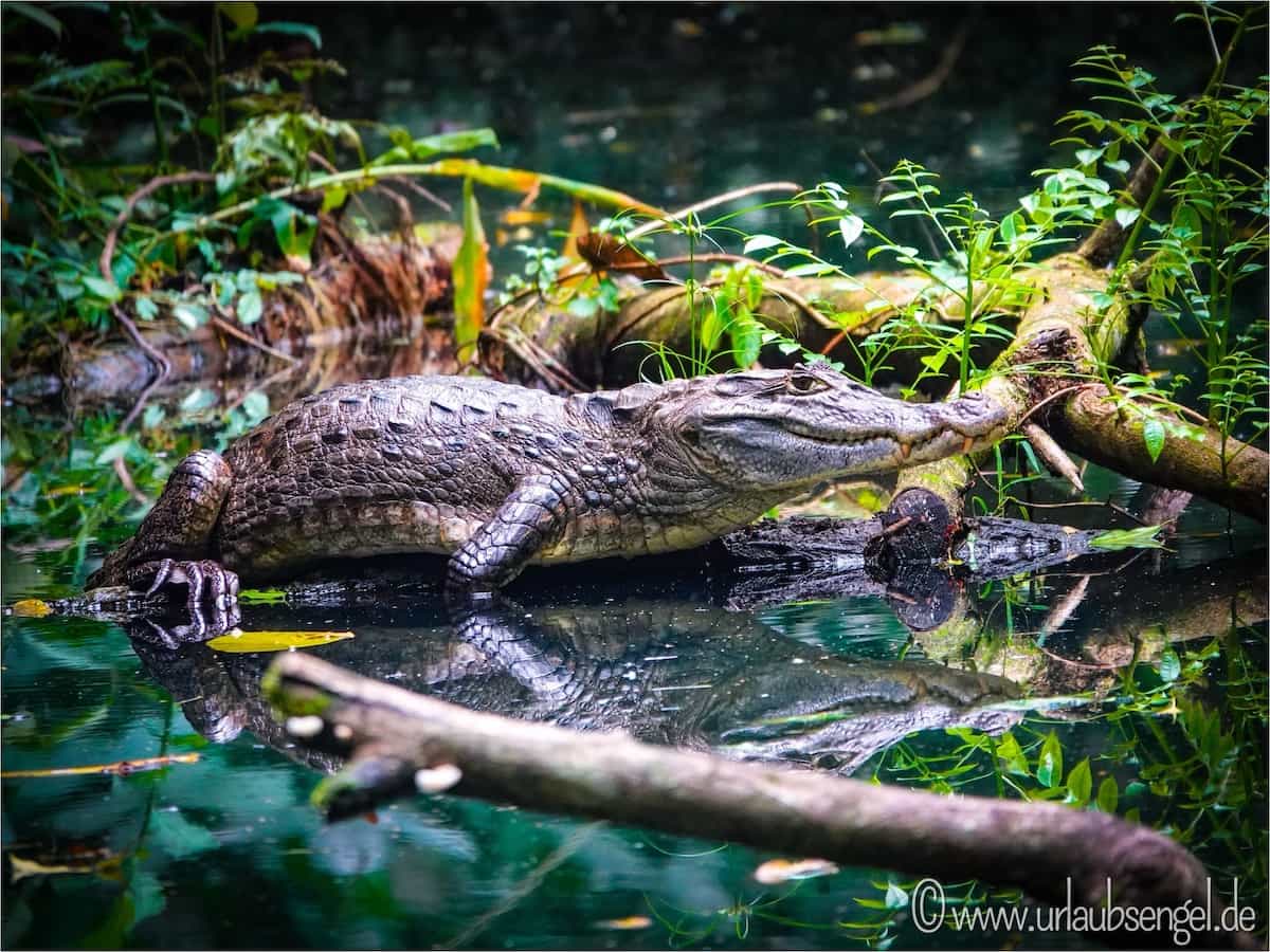 Kaiman im Ecocentro Danaus