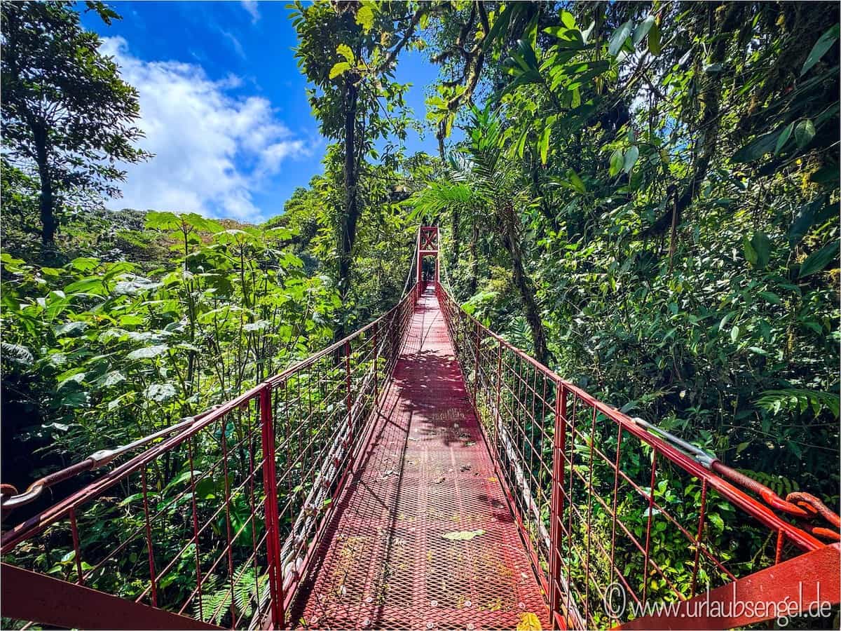 Hängebrücke im Nebelwald