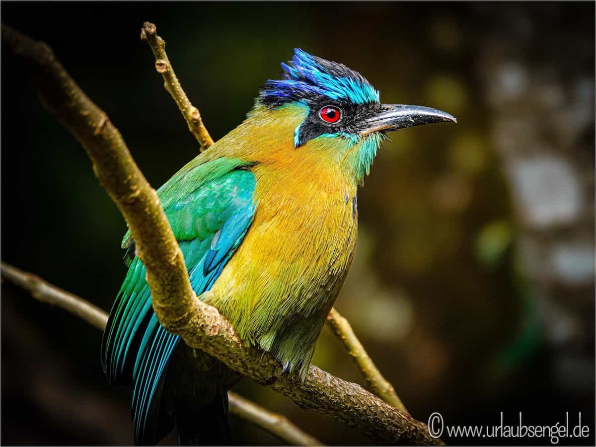 Tierwelt Costa Rica