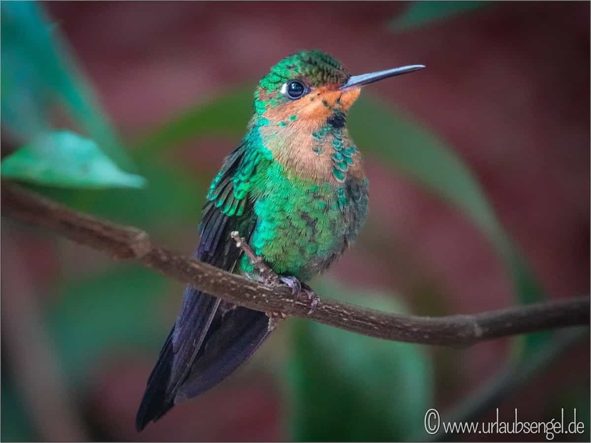 Kolibri