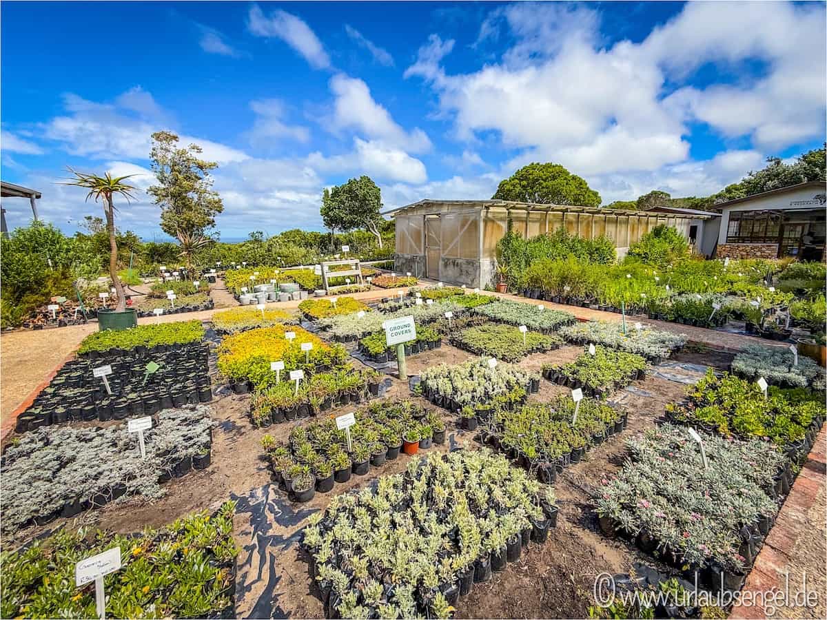 Pflanzenzucht im Grootbos Private Nature Reserve