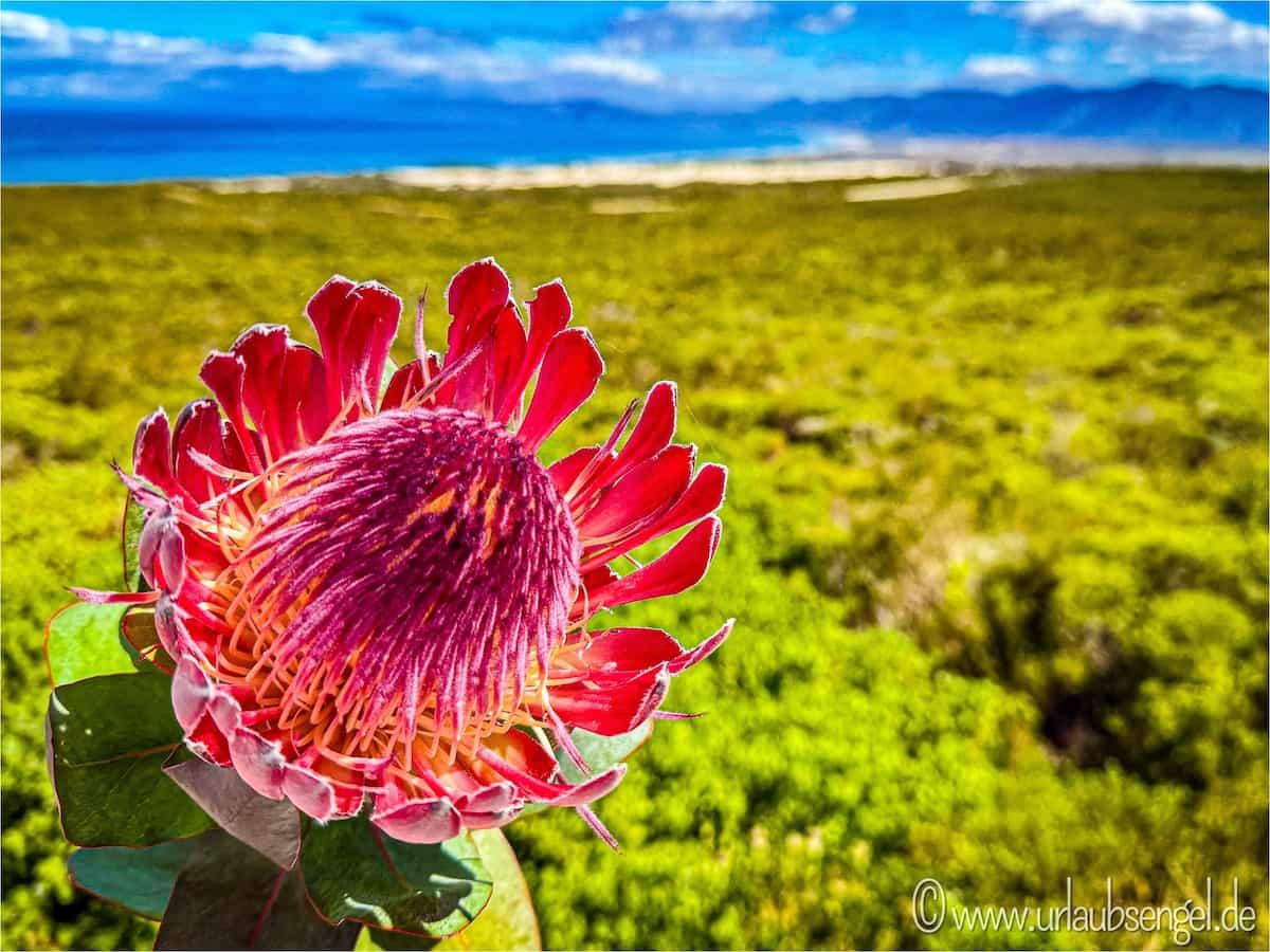 Protea bzw. Suikerbossie im Grootbos Private Nature Reserve