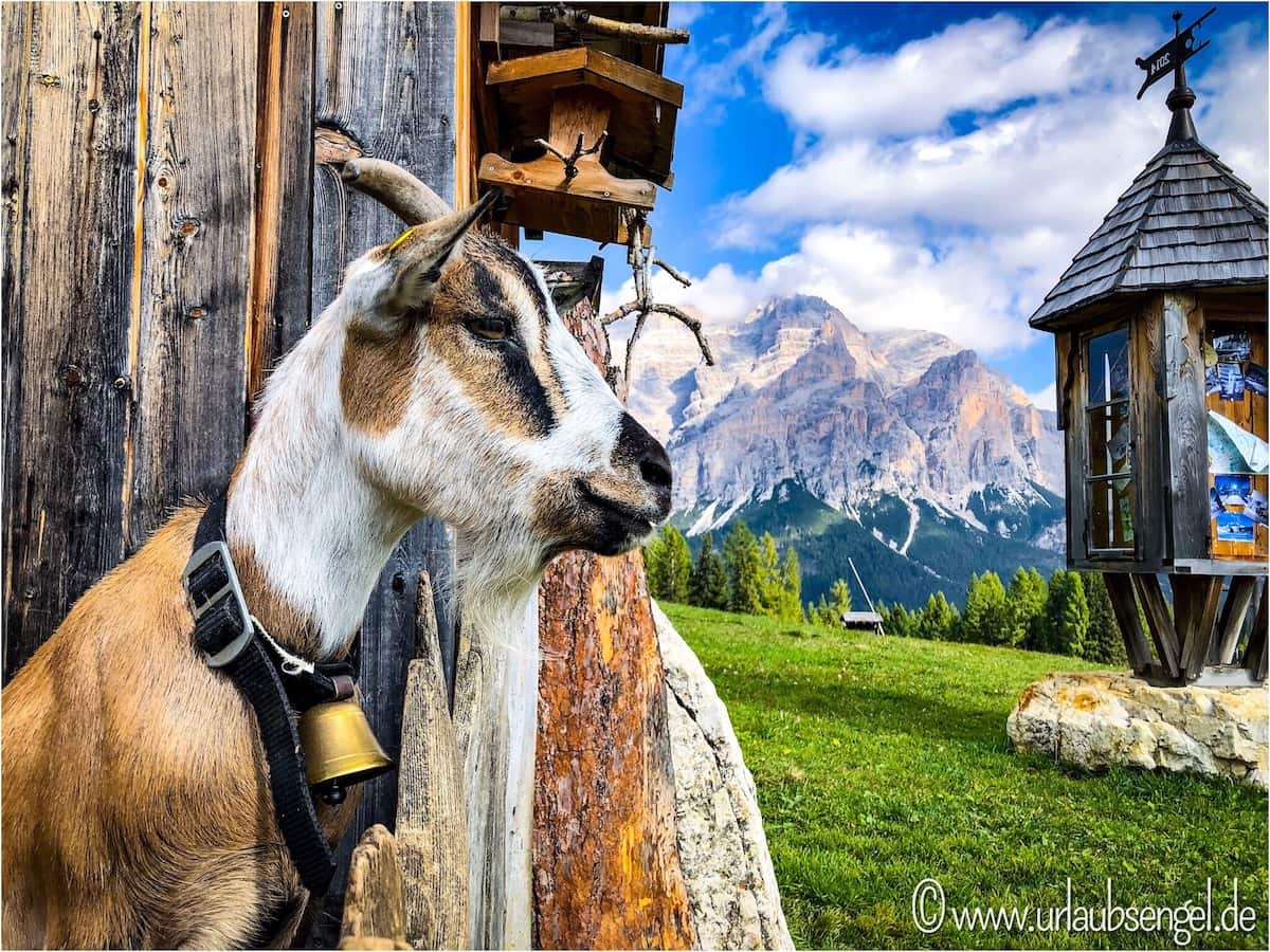 Ziege am Piz Sorega, Gadertal