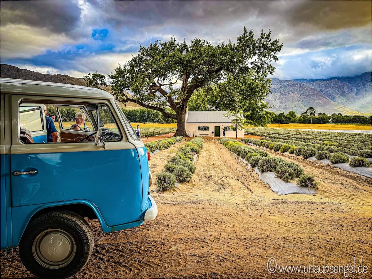 Mit dem VW-Bulli zum Pop-up Restaurant Jan Franschhoek