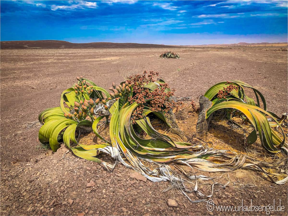 Welwitschie (Welwitschia mirabilis), Namibia
