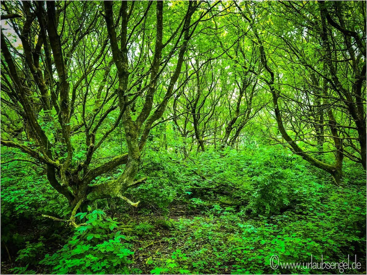 Urwald auf der Insel