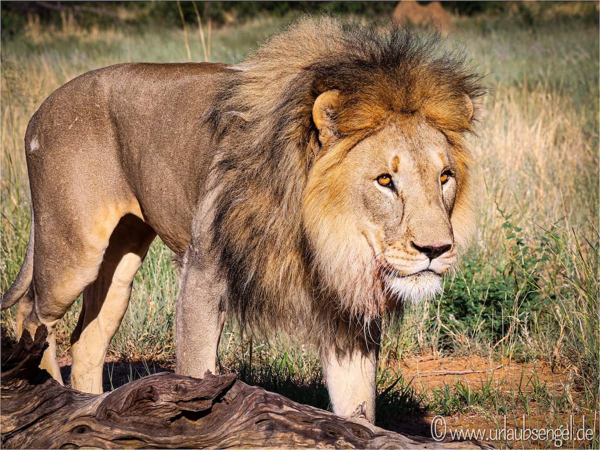Löwen in Okonjima
