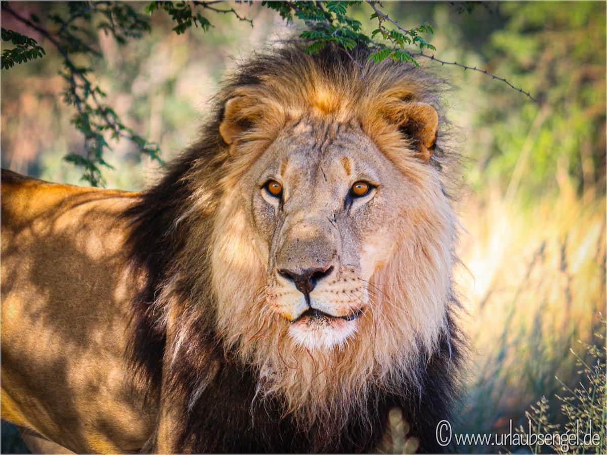 Löwen in Okonjima