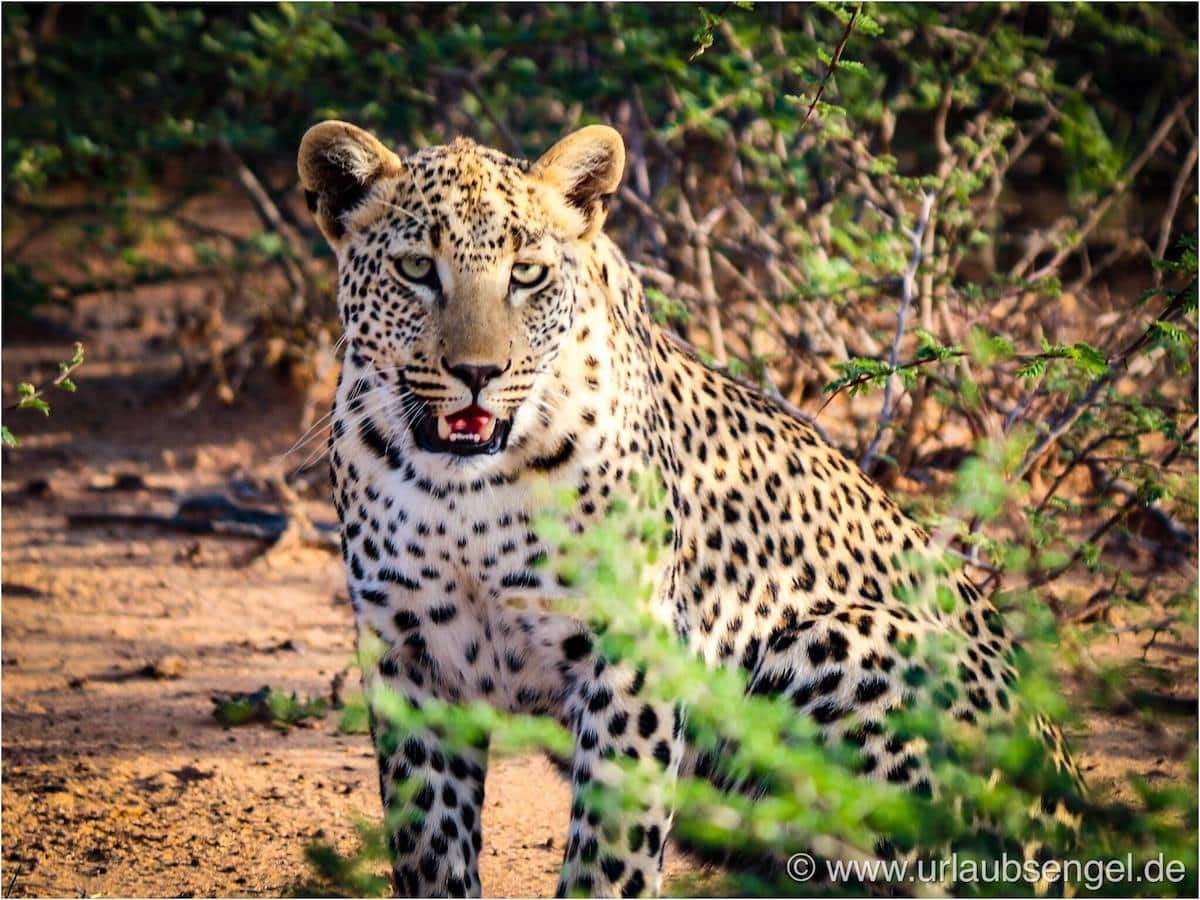Leopard in Okonjima, Africat Foundation