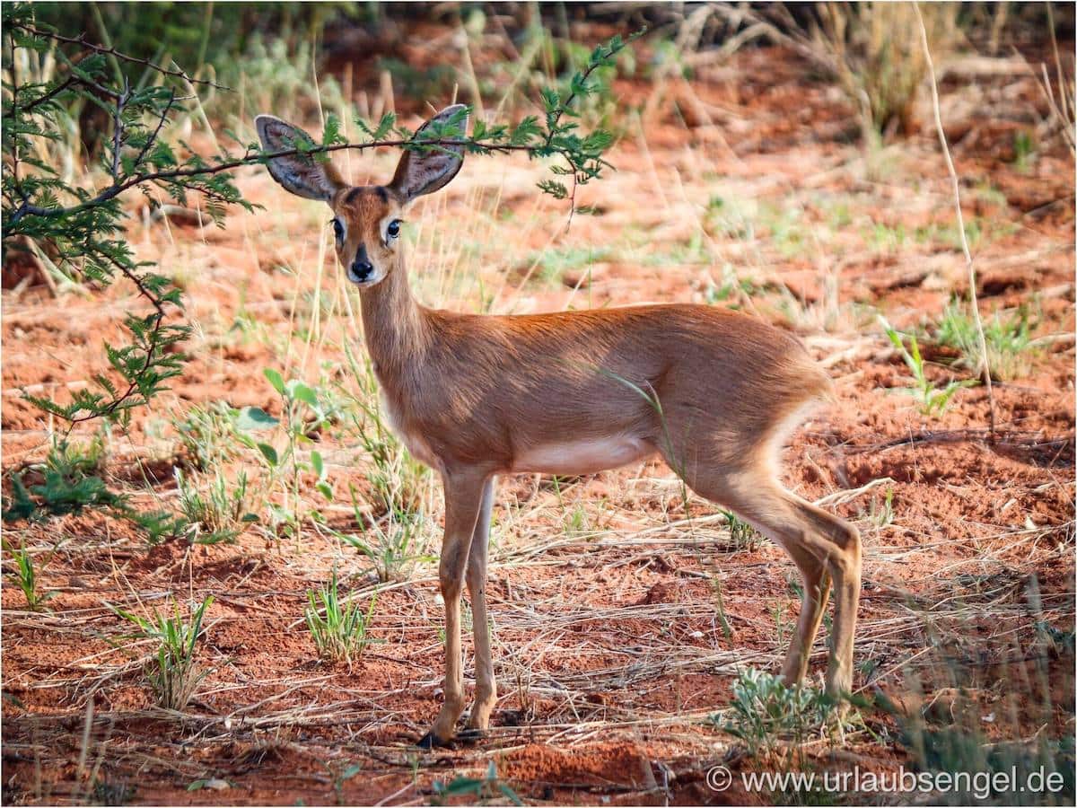 Springbock in Namibia