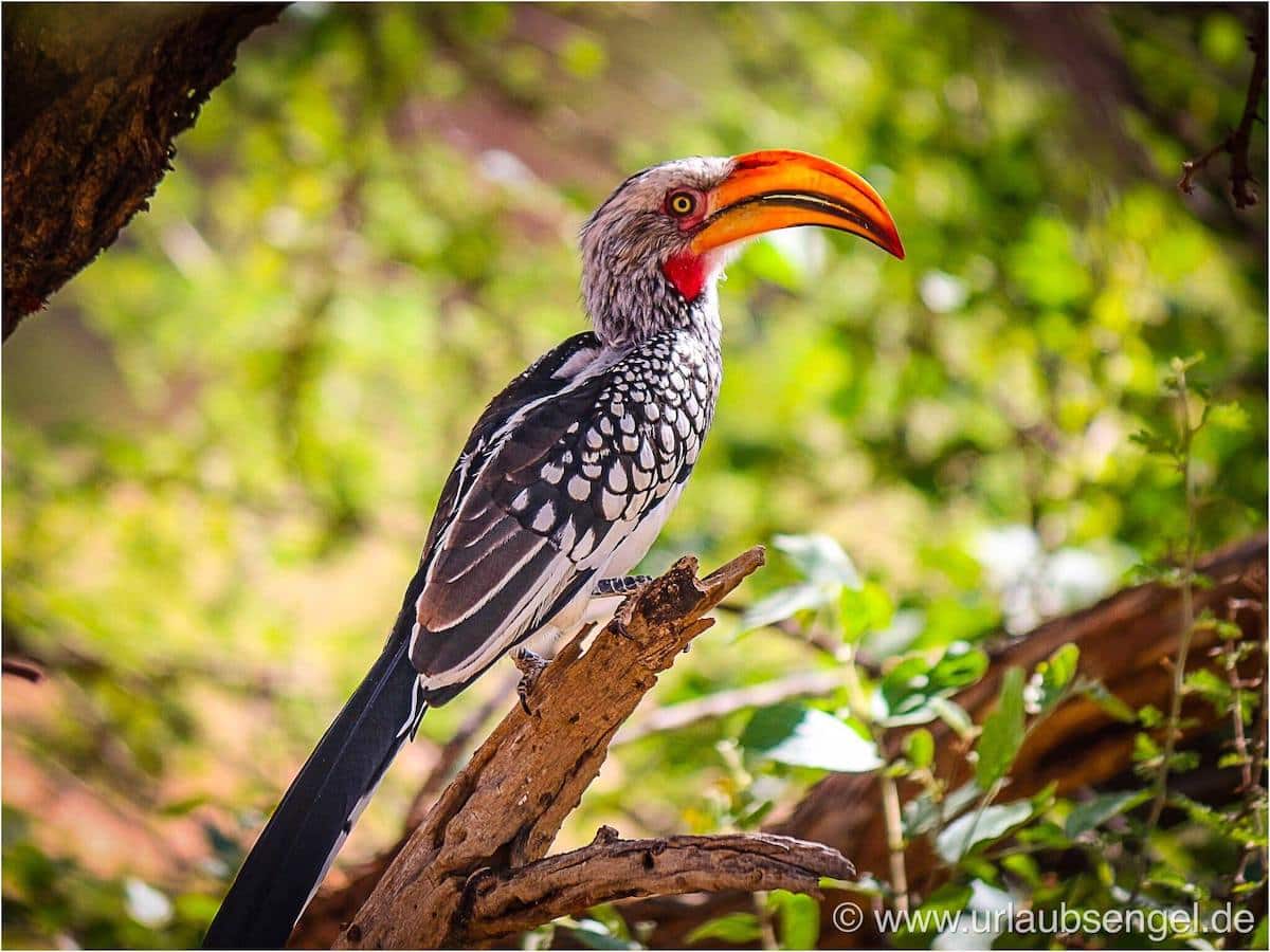 Tokotoko, Vögel in Namibia