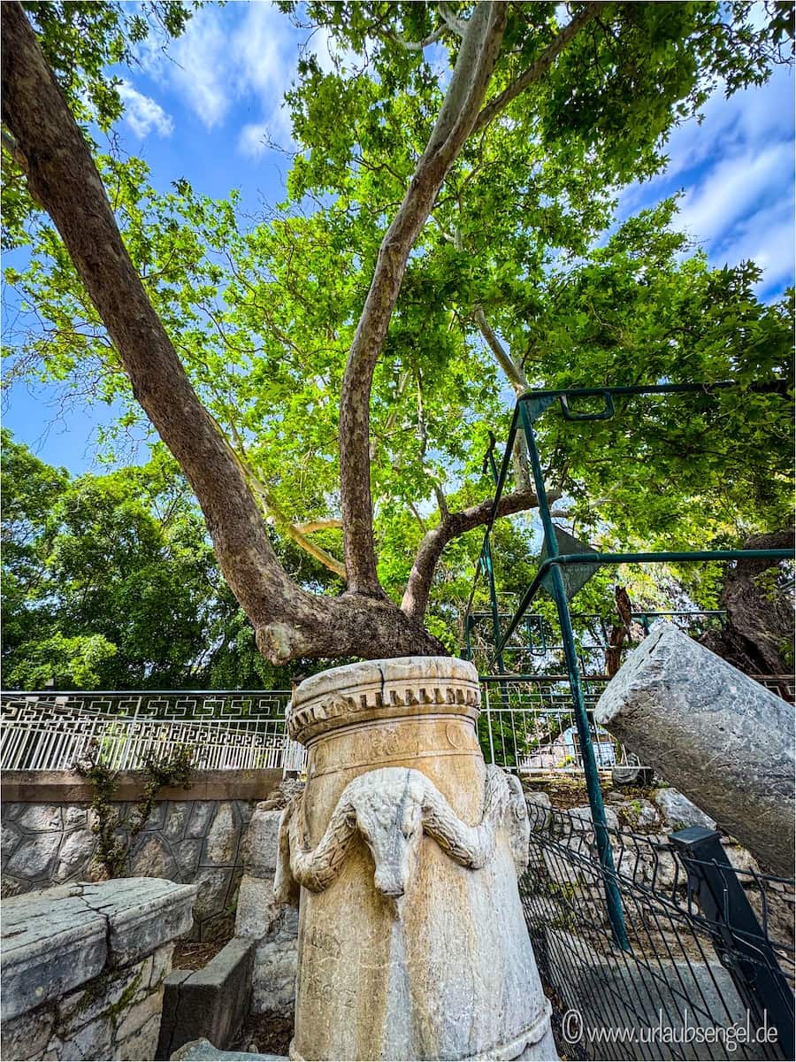 Platane von Hippokrates, Kos, Kost Stadt