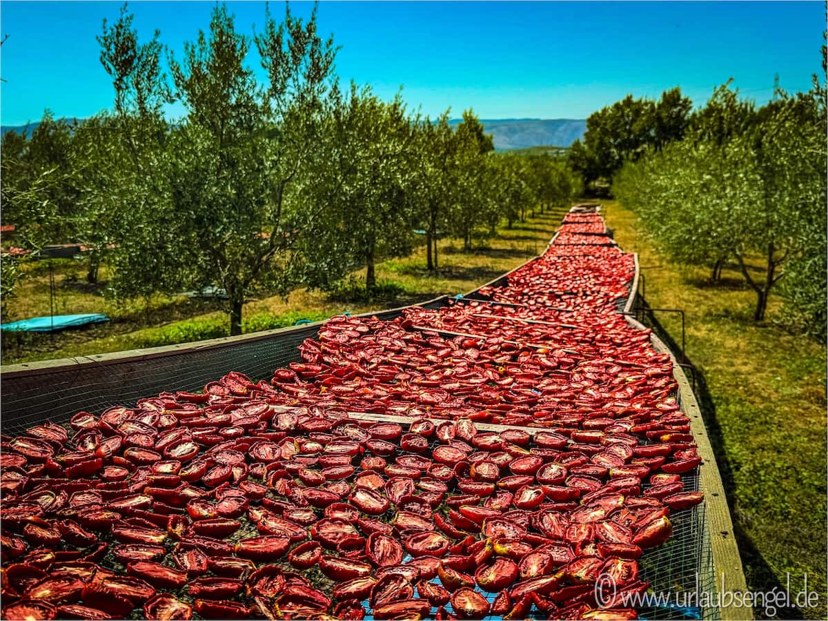 Tomaten auf dem Bauernhof 