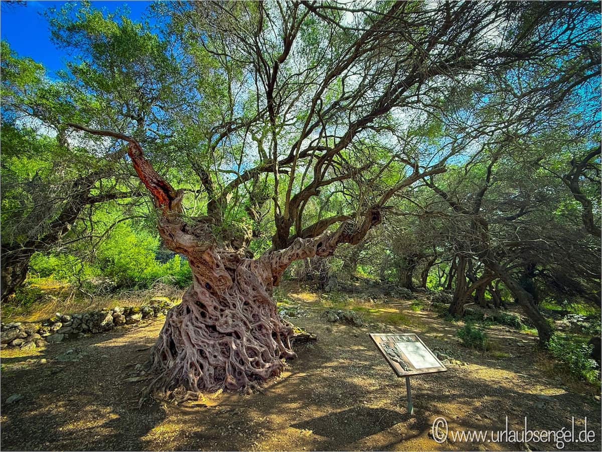 Korfus alte Olive „Mitera“