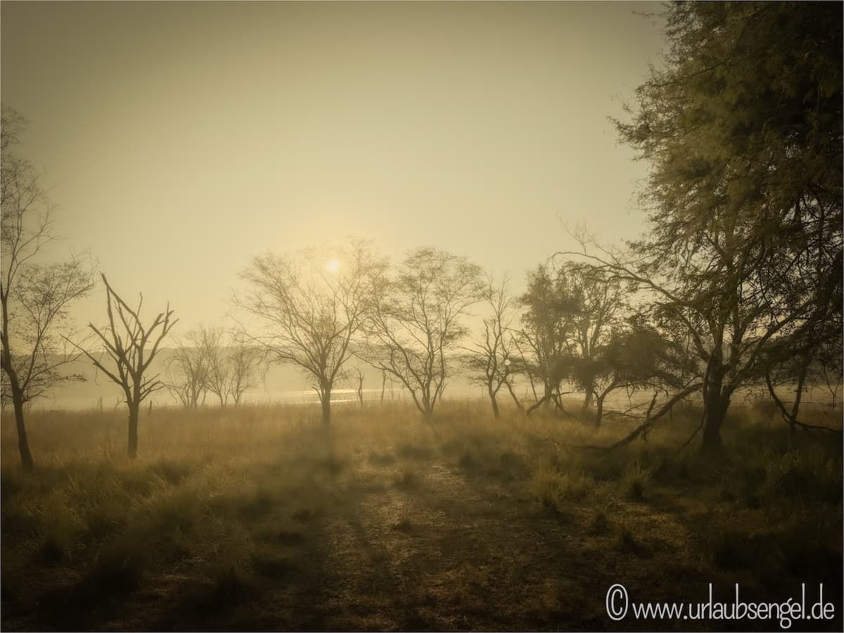 Morgenstimmung im Ranthambore Nationalpark
