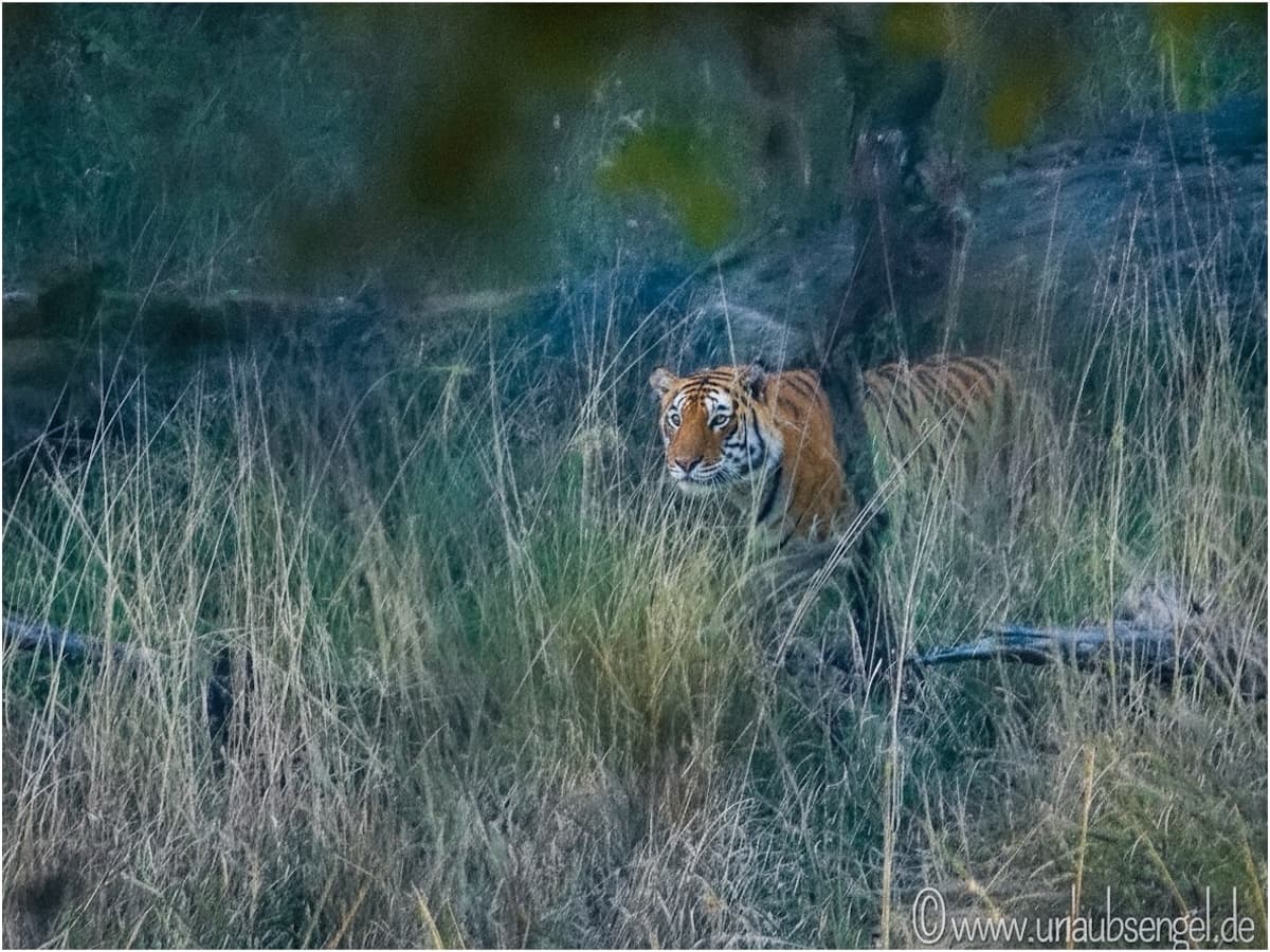 Tiger im Ranthambore Nationalpark