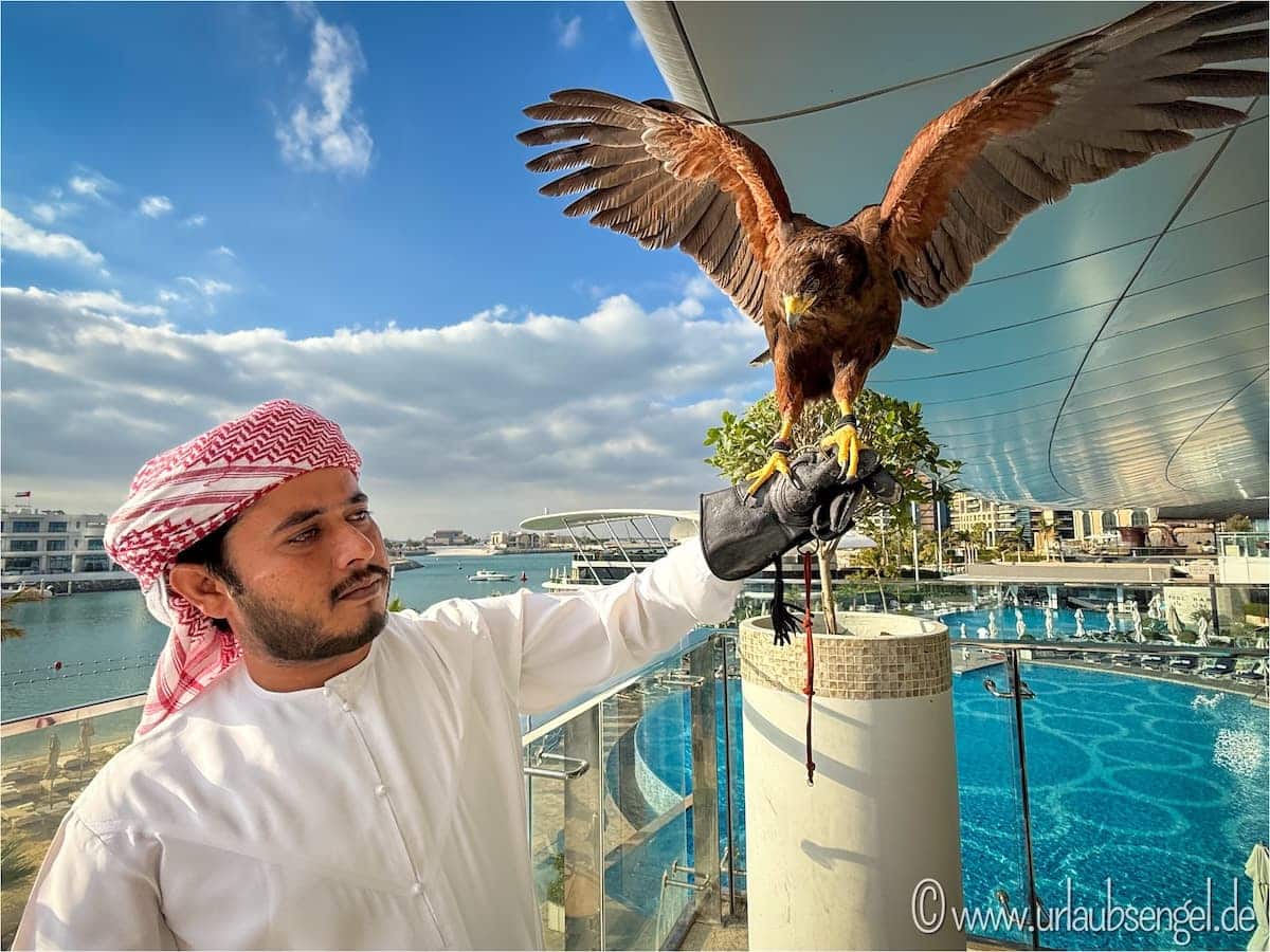 Falkner mit Greifvogel in Abu Dhabi