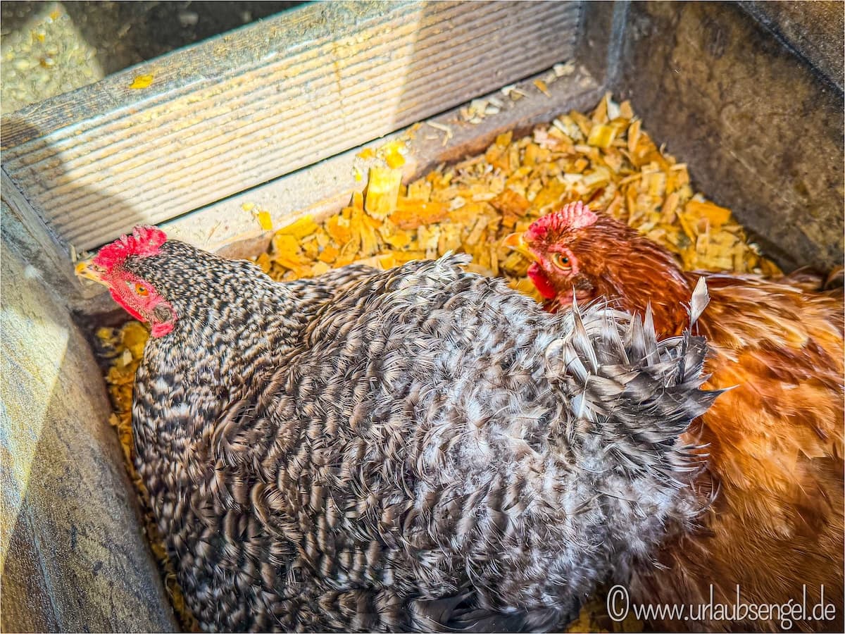 Hühner im Craveiral