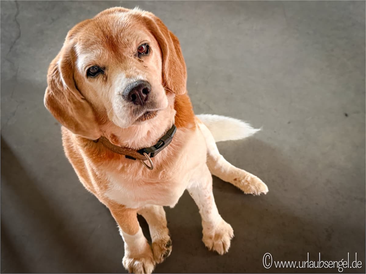 Hotel für Hunde / Charlie - Haushund